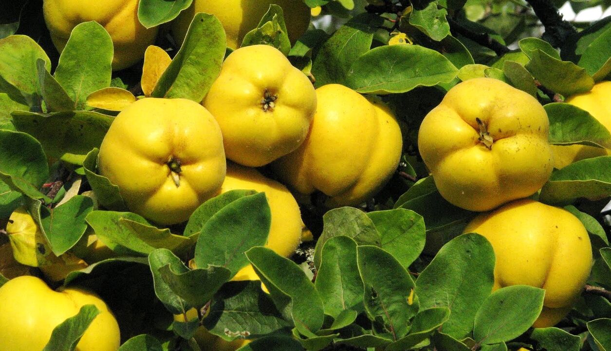 Papaya leaves are used for folk treatment of diabetes